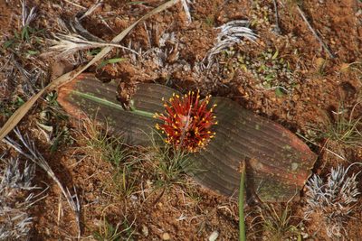 Daubenya marginata, photographed by Tony Rebelo