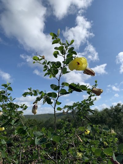 Bauhinia tomentosa, photographed by Dave Richardson