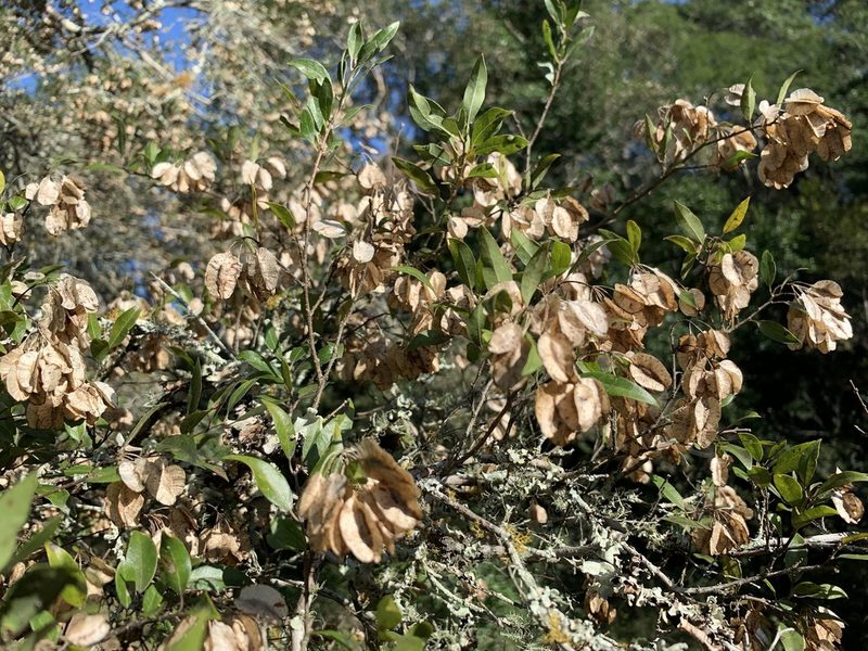 Terminalia myrtifolia, photographed by Dave Richardson