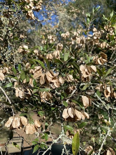 Terminalia myrtifolia, photographed by Dave Richardson