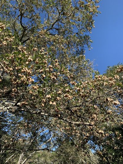 Terminalia myrtifolia, photographed by Dave Richardson
