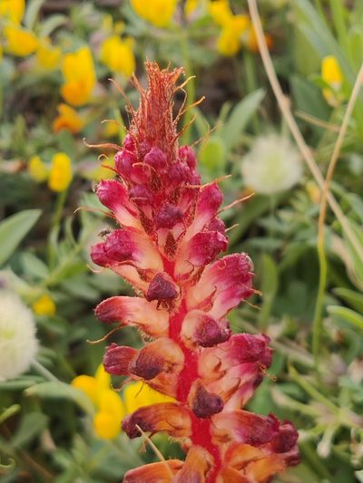 Orobanche sanguinea, photographed by Riccardo Rocca