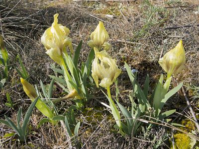 Iris suaveolens, photographed by katunchik