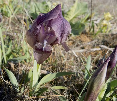 Iris suaveolens, photographed by katunchik