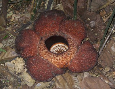 Rafflesia keithii, photographed by desertnaturalist