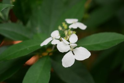 Hydrangea chinensis, photographed by Moogoo Lee