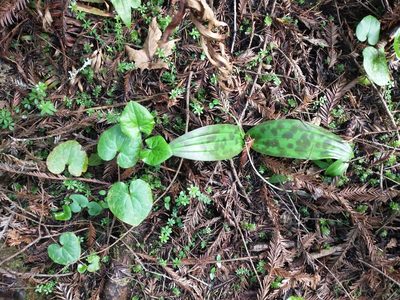 Scoliopus bigelovii, photographed by Drew Meyer