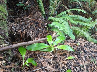 Clintonia andrewsiana, photographed by Drew Meyer