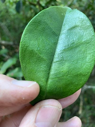 Suregada zanzibariensis, photographed by Dave Richardson