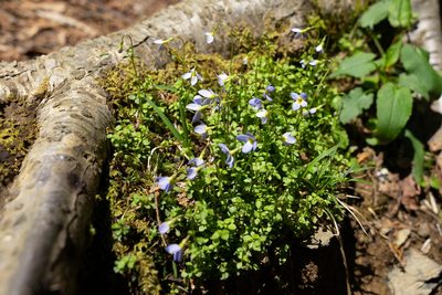 Houstonia serpyllifolia, photographed by Some Luser