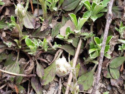 Antennaria plantaginifolia, photographed by Dave Behm