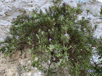 Salvia rosmarinus, photographed by Katrin Simon