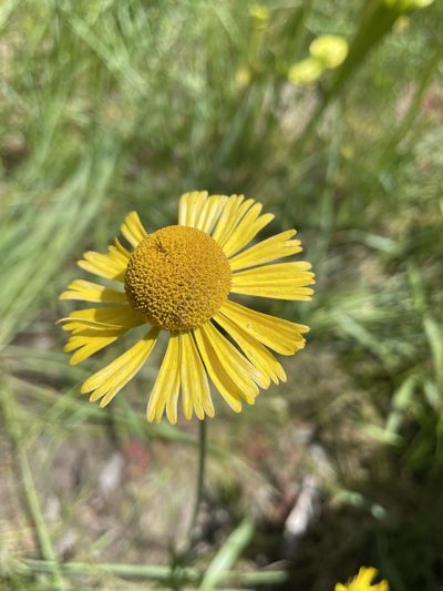 Helenium drummondii, photographed by Evelyn Lazzaretti 🏳️‍⚧️