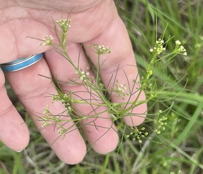 Cyclospermum leptophyllum, photographed by Sue Ann Kendall