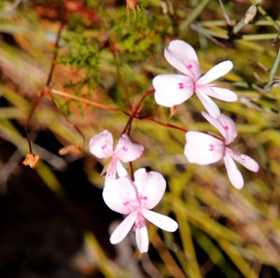 Pelargonium artemisiifolium, photographed by Tony Rebelo