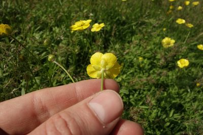 Ranunculus pedatus, photographed by Aleksei Baushev