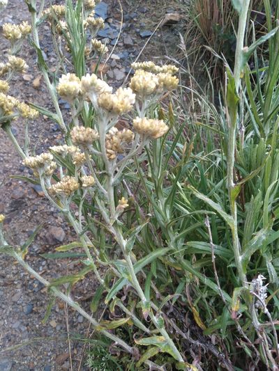 Pseudognaphalium gaudichaudianum, photographed by Alfredo F. Fuentes Claros