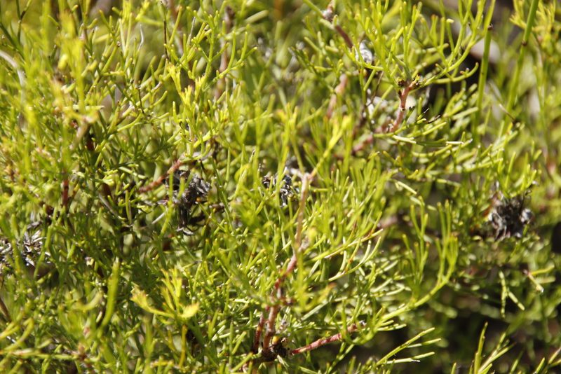 Serruria gremialis, photographed by Tony Rebelo