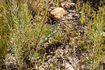 Protea amplexicaulis, photographed by Tony Rebelo