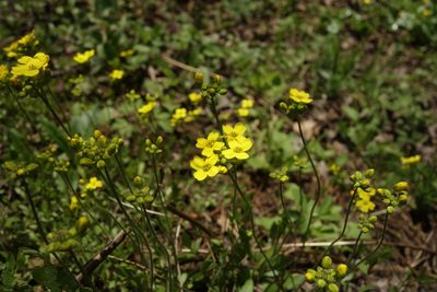 Draba sibirica, photographed by Aleksei Baushev