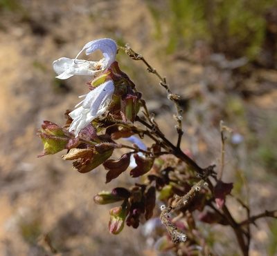 Salvia chamelaeagnea, photographed by flamelily