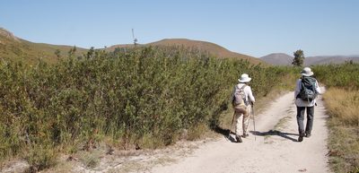 Searsia angustifolia, photographed by Tony Rebelo