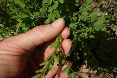 Vicia sylvatica, photographed by Aleksei Baushev
