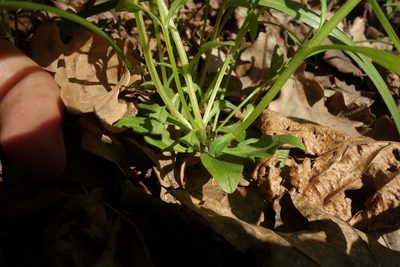 Memoremea scorpioides, photographed by Aleksei Baushev