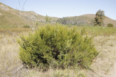 Diospyros glabra, photographed by Tony Rebelo