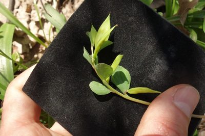 Corydalis intermedia, photographed by Aleksei Baushev