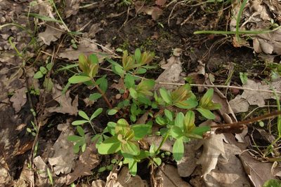 Hypericum hirsutum, photographed by Aleksei Baushev