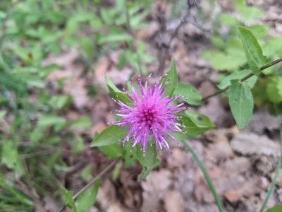 Centaurea pectinata, photographed by Katarzyna Żarnowiec