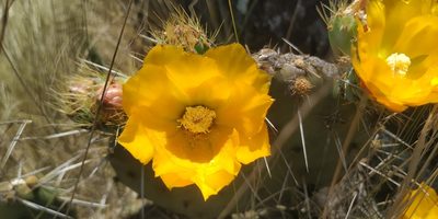 Opuntia robusta, photographed by Tereso Hernández Morales