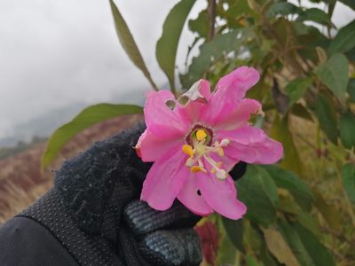 Passiflora tarminiana, photographed by GERMAN LEONEL SARMIENTO CRUZ