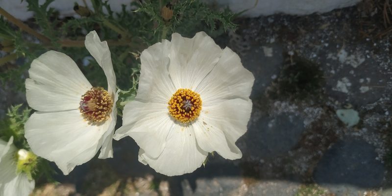 Argemone platyceras, photographed by Tereso Hernández Morales
