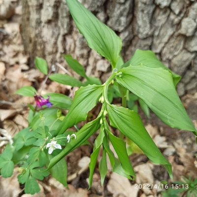 Polygonatum latifolium, photographed by Galyna Mykytynets