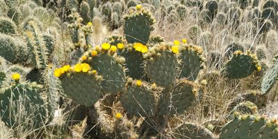 Opuntia robusta, photographed by Tereso Hernández Morales