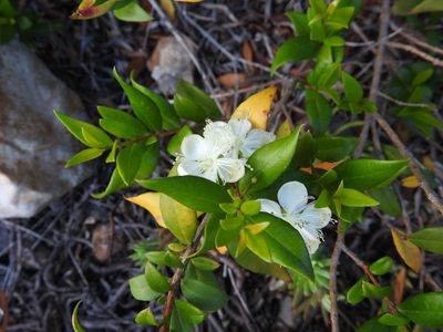 Myrtus communis, photographed by Duarte Frade