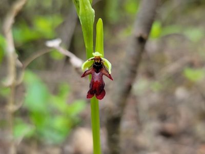 Ophrys insectifera, photographed by Elias