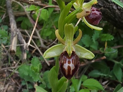 Ophrys sphegodes, photographed by Elias