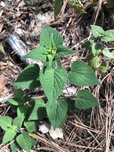 Salvia cinnabarina, photographed by Skjold Søndergaard