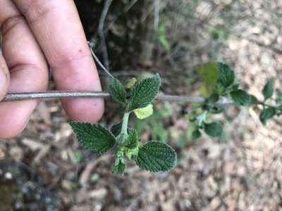 Lantana velutina