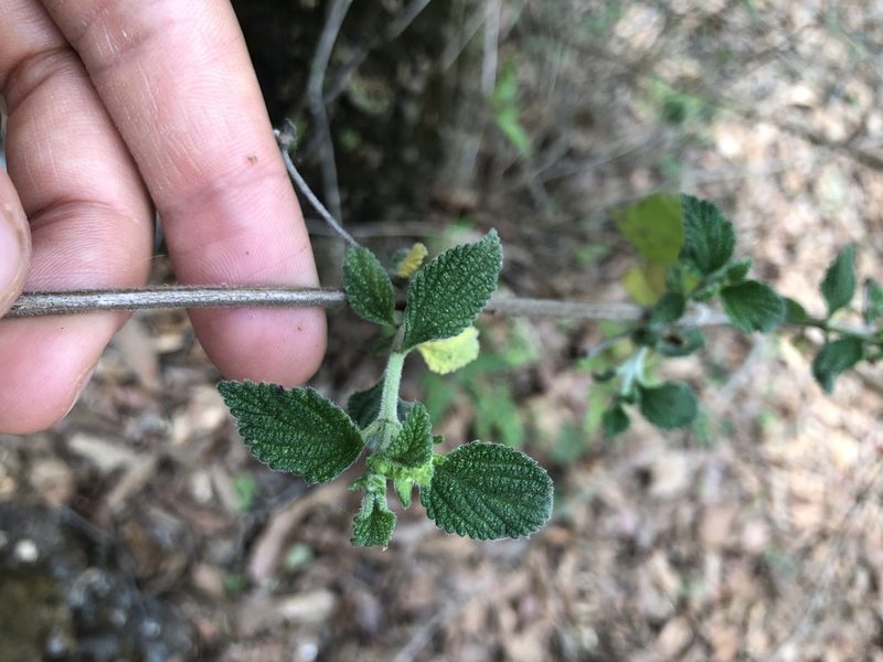 Lantana velutina, photographed by Skjold Søndergaard