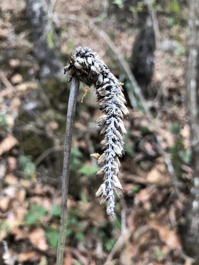 Salvia lavanduloides, photographed by Skjold Søndergaard
