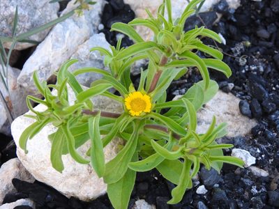 Asteriscus aquaticus, photographed by Duarte Frade