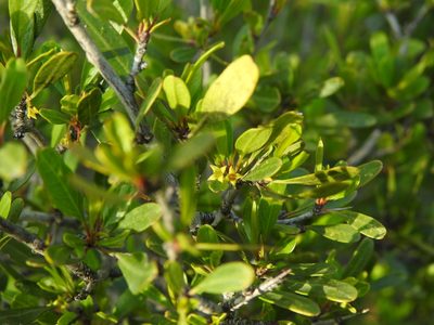 Rhamnus oleoides, photographed by Duarte Frade
