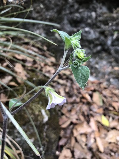 Lycianthes ciliolata, photographed by Skjold Søndergaard