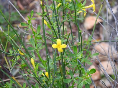 Chrysojasminum fruticans, photographed by Duarte Frade