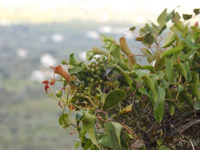 Smilax aspera, photographed by Duarte Frade