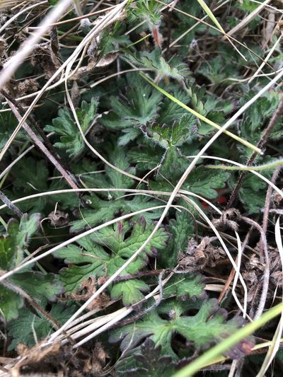 Geranium goldmanii, photographed by Skjold Søndergaard